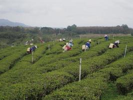 arbeiders die groene thee verzamelen foto