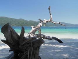 boomwrak op het strand van koh lipe foto