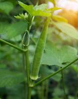 jonge groene okra foto