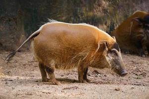 red river hog foto