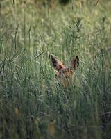 hert verstopt in gras foto