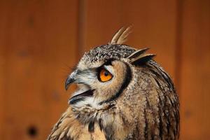 Indische oehoe (Bubo bengalensis).