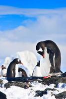 pinguïns op een rots foto