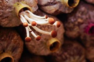 de kweekpaddestoelen in de plantenkwekerij. concept van opgroeien, natuur en gezondheid. foto