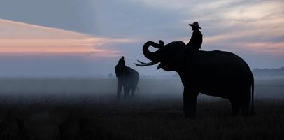 silhouet mahout rit op olifant onder de boom voor zonsopgang foto