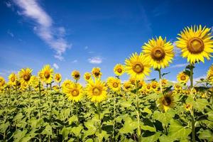 zonnebloem met blauwe hemel foto