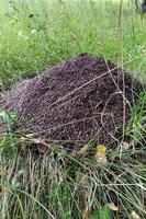 grote mierenhoop op het gras in een loofbos. fotograferen op een zomerse dag. gras en mierenhoop foto
