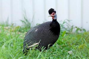 zwarte parelhoen in het gras. volière voor vogels. vogelboerderij foto