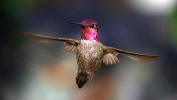 kolibrie tijdens de vlucht