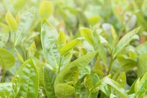 mooie groene thee gewas blad in de ochtend met zon flare zonlicht, verse spruit op de boom plant ontwerpconcept, close-up, macro. foto