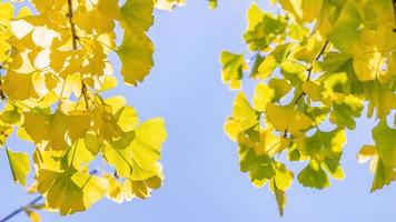 ontwerpconcept - mooie gele ginkgo, gingko biloba-boomblad in de herfstseizoen in zonnige dag met zonlicht, close-up, bokeh, onscherpe achtergrond. foto