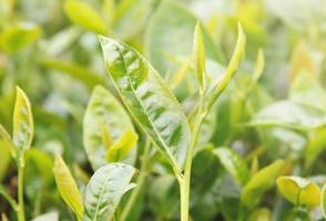 mooie groene thee gewas blad in de ochtend met zon flare zonlicht, verse spruit op de boom plant ontwerpconcept, close-up, macro. foto