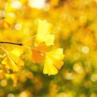 ontwerpconcept - mooie gele ginkgo, gingko biloba-boomblad in de herfstseizoen in zonnige dag met zonlicht, close-up, bokeh, onscherpe achtergrond. foto