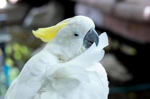 witte papegaai