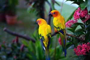 papegaaien afbeelding