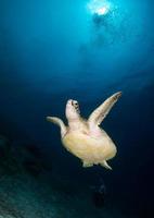 zeeschildpad onderbuik van sipadan eiland foto