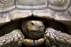 voorhoofd van grote oude schildpad foto
