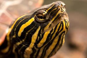 schildpad close-up