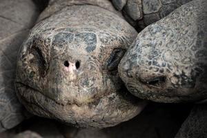 galapagos-schildpad