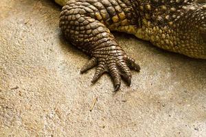 voet krokodil