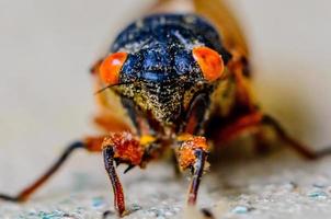 close-up van cicade