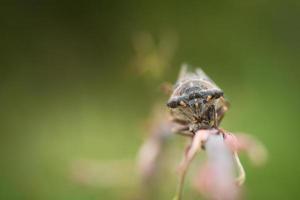close-up macro-opname van bruine cicade op tak