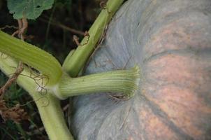 pompoen op het bed groeit, oogst in de tuin foto