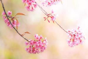 kersenbloesem in het voorjaar met zachte focus, ongericht wazig lente kersenbloei, bokeh bloem achtergrond, pastel en zachte bloem achtergrond. foto