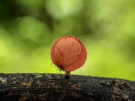 slakken op paddenstoelen en libellen tegen een natuurlijke achtergrond foto
