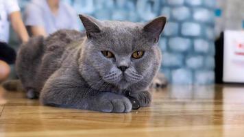 een mooie huiskat rust in een lichte warme kamer, een grijze kortharige kat met groene ogen die naar de camera kijkt foto