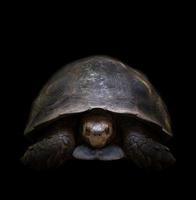 schildpad in het donker foto
