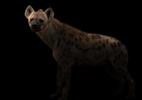 gevlekte hyena in het donker foto