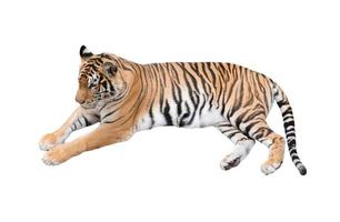 vrouwelijke Bengaalse tijger geïsoleerd foto