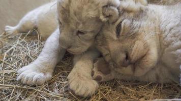 baby leeuw in dierentuin foto