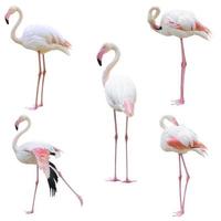 grotere flamingo phoenicopterus roseus geïsoleerd foto