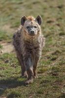 gevlekte hyena in dierentuin foto
