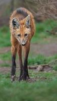 manenwolf in dierentuin foto