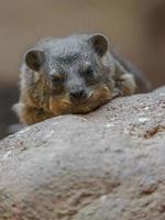 portret van rots hyrax foto