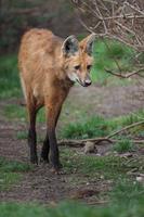 manenwolf in dierentuin foto