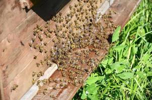 bijen in de buurt van een bijenkorf foto