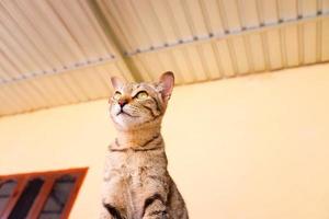 portret van een grijze kat met strepen op een grond, close-up, selectieve focus. foto