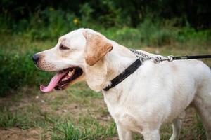 een witte labrador die in een zomerveld loopt. foto