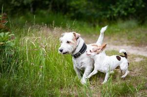 zwart-witte Siberische husky, wandelen in het zomerveld foto