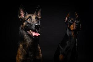 portret van een belgische herdershond en een doberman op een afgelegen zwarte achtergrond. foto