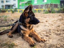 portret van een puppy van de Duitse herder. foto