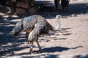 valencia, spanje, 2019. vrouwelijke struisvogel op het bioparc foto