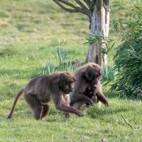 gelada bavianen in het gras foto