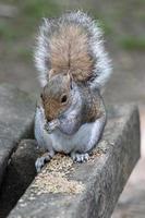 grijze eekhoorn die zaad eet op een houten bankje foto