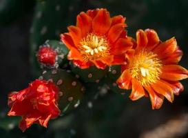 opuntia quintensis bloeiend foto