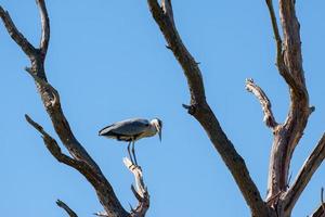 grijze reiger neergestreken op een dode boom foto